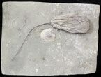 Cydrocrinus Crinoid Fossil - Indiana #42988-2